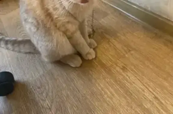 Пропал кошка, улица Усти-на-Лабе, 36, Владимир - песочный окрас, пугливый - photo