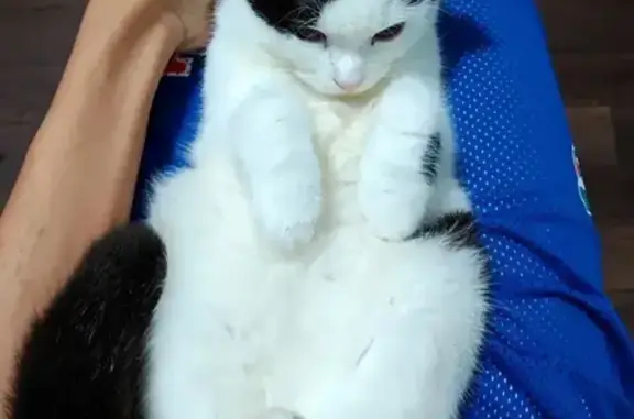 Пропала кошка, улица Павлова, 68, Краснодар - черно-белая вислоухая - photo