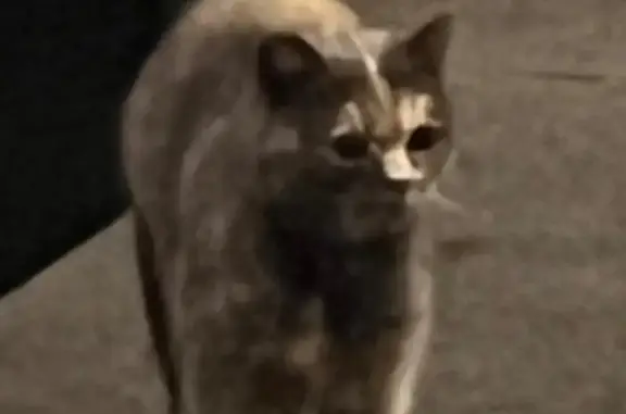 Объявления о пропавших и найденных животных, Тюмень, фото: Найдена кошка, улица Валентины Трофимовой, Тюмень - во дворе дома монтажников 34