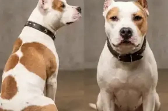 Пропала собака, Ленинградский проспект (дублёр), 77А, Москва - сука 8-9 месяцев - photo