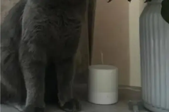 Пропал кот, Зелёный проспект, Москва - серый окрас - photo