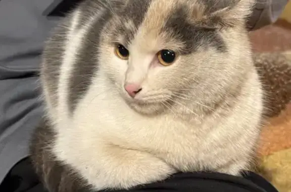 Найдена кошка, Москва, фото: Найдена кошка, 9, Москва - очень ласковая девочка