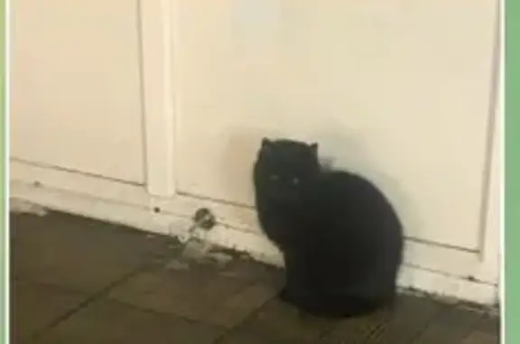 Объявления о пропавших и найденных животных, Москва, фото: Найдена кошка, улица Старый Гай, 1 к3, Москва - черный пушистый кот