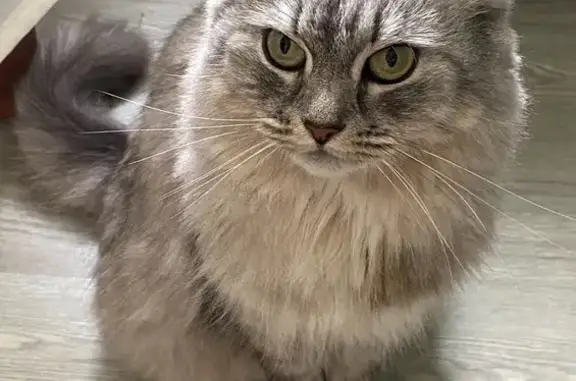 Пропала кошка, Зюзинская улица, 4 к3, Москва - свето-серая сибирская, пушистая - photo
