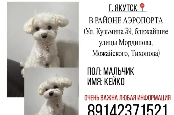 Белого окраса, вчера вечером примерно в 11 часов в районе аэропорта г. Якутска