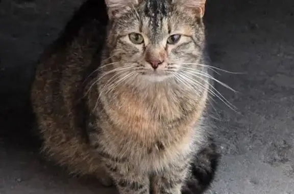 Объявления о пропавших и найденных животных, Москва, фото: Найдена кошка, улица Алексея Дикого, 16А с2, Москва - серо-коричневый табби