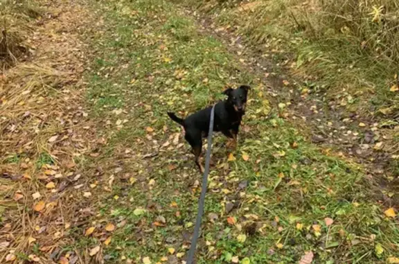 Пропал собака, Малыгинское сельское поселение, Малыгинское - ягдтерьер с ошейником - photo