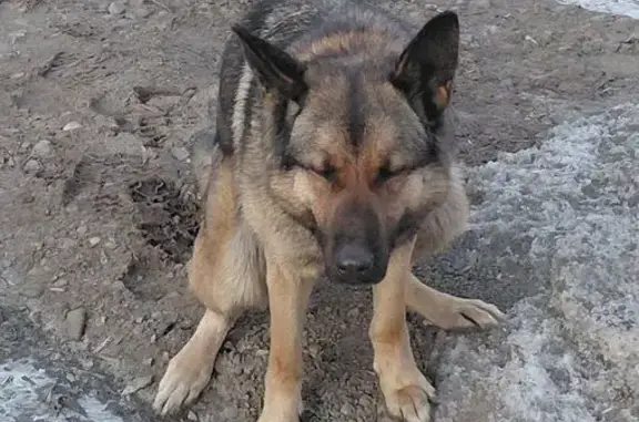 Найдена собака, Томск, фото: Найдена собака, проспект Фрунзе, Томск - игривая и ласковая