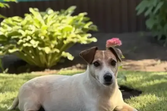 Пропал собака, Комсомольская улица, 59, Бузулук - Джек Расселл терьер - photo
