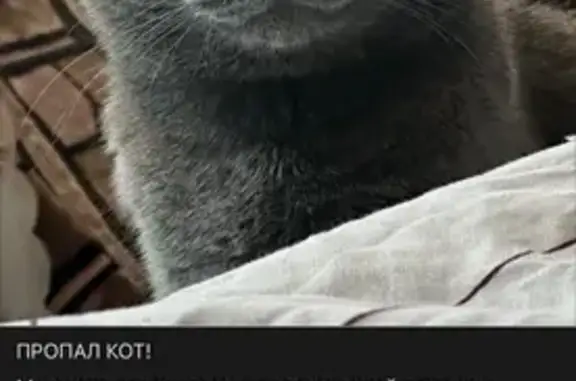 Кошки потеряшки, Трубчевск, фото: Потеряшка кот, улица Луначарского, Трубчевск - серый, ласковый и шустрый