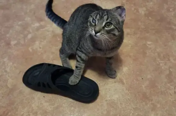 Кошки потеряшки, Пушкин, фото: Потеряшка кот, Малая улица, 64, Пушкин - серый полосатик без одного ушка