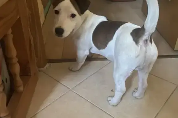 Найдена собака, Москва, фото: Найден собака, Липецкая улица (дублёр), Москва - щенок Джек Рассел 5-7 мес