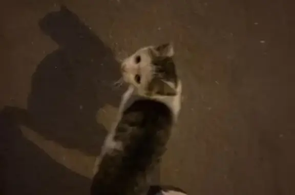 Найдена кошка, Санкт-Петербург, фото: Найдена кошка, Санкт-Петербург (rf1161247)