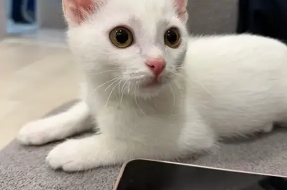 Пропала кошка, Коллективная улица, 26, Иваново - откликается на имя Маруся - photo