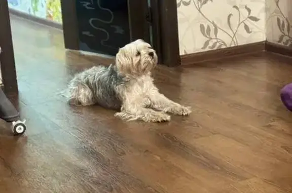 Пропал собака, улица Бажова, 1, Иркутск - окрас серебристый, откликается на «Голди-Голди» - photo