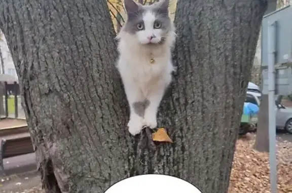 Пропал кот, Азовская улица, 37 к1, Москва - серо-белый окрас с пятнами - photo