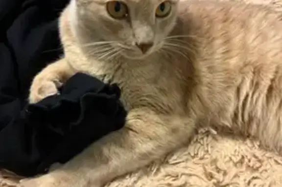 Пропал кот, Пристанное - photo