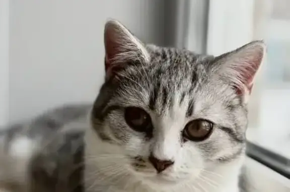 Пропал кот, улица Труфанова, 29, Ярославль - добрый и ласковый - photo