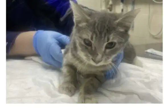 Найдена кошка, Москва, фото: Найдена кошка, Всеволожский переулок, Москва - табби с белым окрасом