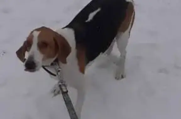 Пропала собака, проспект Чулман, Набережные Челны - девочка похожа на породу Бигль - photo