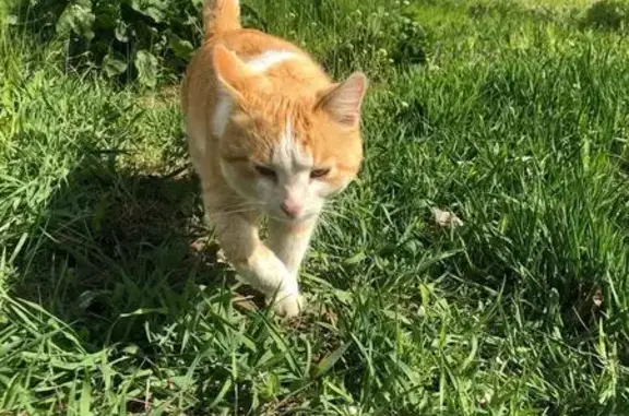 Пропала кошка, улица Борьбы, 6, Волгоград - photo