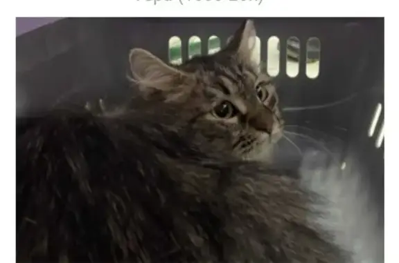 Найдена кошка, Москва, фото: Найдена кошка, Всеволожский переулок, Москва - окрас табби