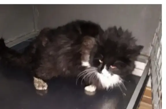 Найдена кошка, Москва, фото: Найдена кошка, мужской пол, черно-белый окрас, Рассветная аллея, Москва