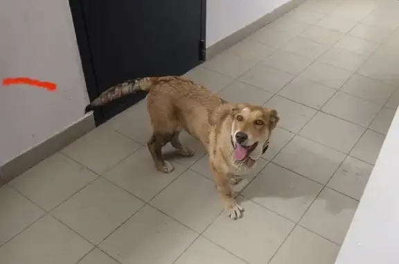 Объявления о пропавших и найденных животных, Вологда, фото: Найден собака, Машиностроительная улица, 6, Вологда - зеленый ошейник