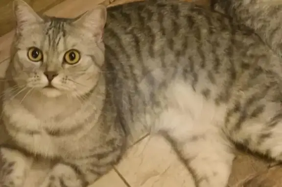 Пропала кошка, Красногорск - окрас как у енота - photo