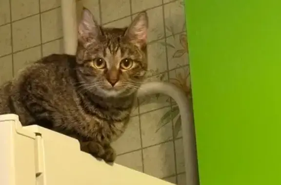 Пропала кошка, Новая Ильинка, Иваново - серый окрас с рыжими пятнашками - photo