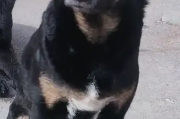 Пропала собака, женская, улица Авроры, 207, Самара - коричневый ошейник - photo