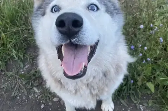 Пропала собака, Уфа, Башкортостан - хаски с шрамом на задней лапе - photo
