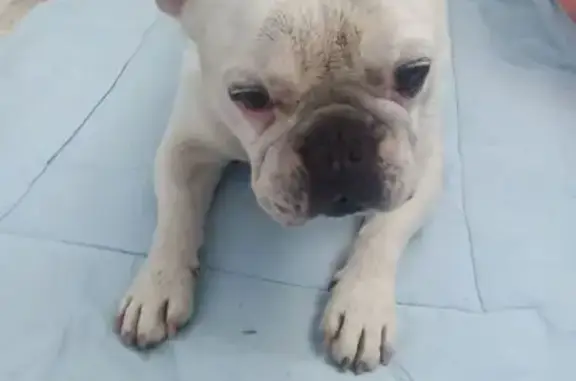 Найдена собака, Краснослободск, фото: Найден собака, Краснослободск, Волгоградская область - французский бульдог с пятном на хвостике