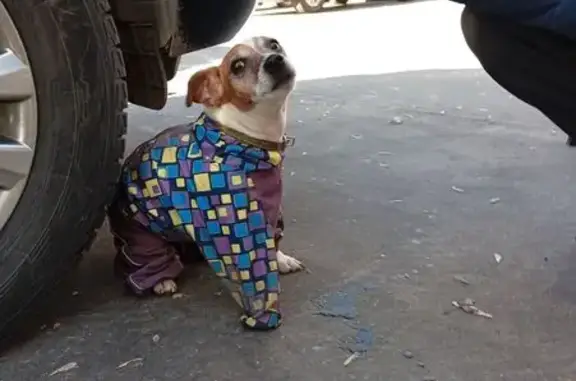 Найдена собака, Москва, фото: Найден собака, Чертановская улица, 25, Москва - дрожит и рычит