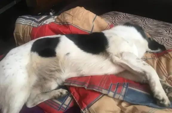 Пропал собака, проспект Мира, Нижнекамск - кличка Бублик - photo