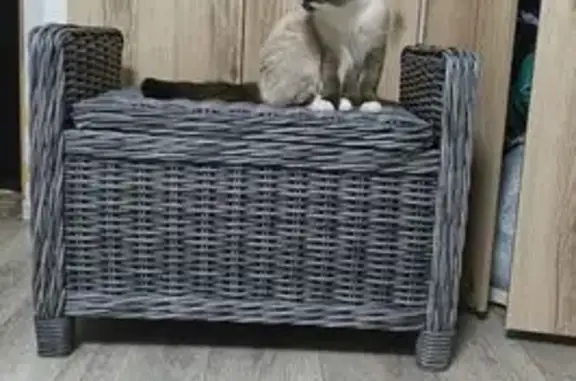 Пропал сиамский кот, Полярная улица, 22, Архангельск - черное пятнышко на мордочке - photo