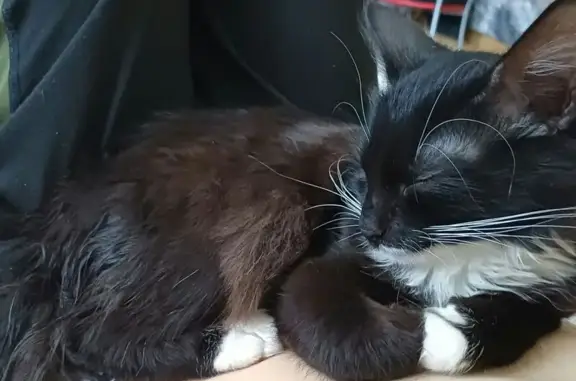 Пропала кошка, улица Розы Люксембург, 27, Псков - photo