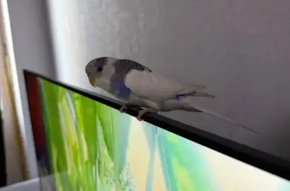 Объявления о пропавших и найденных животных, Москва, фото: Пропал птица, мужской, 5-я Кожуховская улица, Москва - бело-голубой окрас