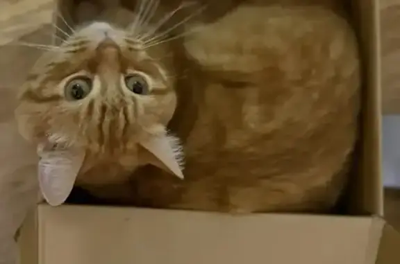 Пропала кошка, улица Айдамирова, 318, Грозный - photo