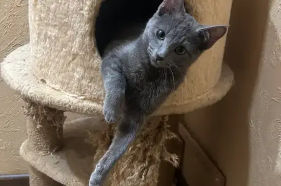 Пропала кошка, Дошкольная улица, 46, Пермь - photo