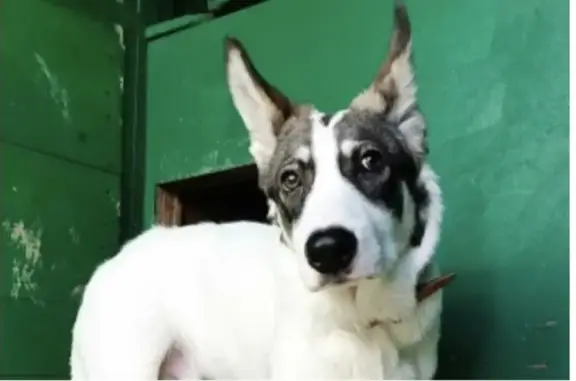 Найдена собака, Москва, фото: Найден собака, проезд Досфлота, Москва - бело-коричневый кобель