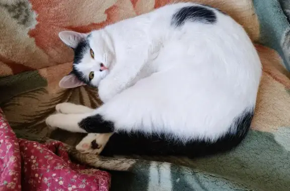 Пропала кошка, Новая улица, 1, Руза - photo