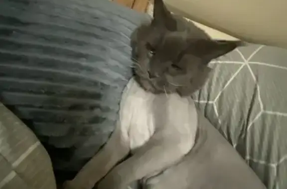 Пропала кошка, улица Боженко, Москва - photo