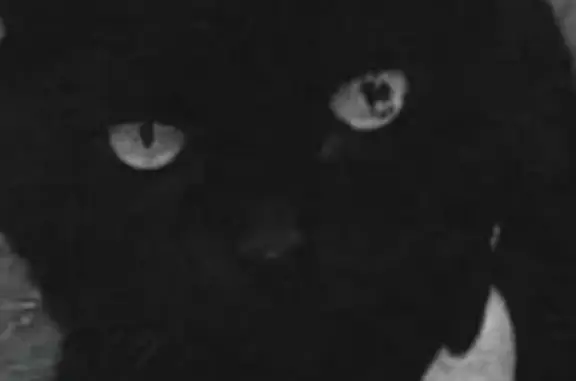 Пропал кот, улица Орджоникидзе, 24, Верхняя Пышма - черный с особенностью глазика - photo
