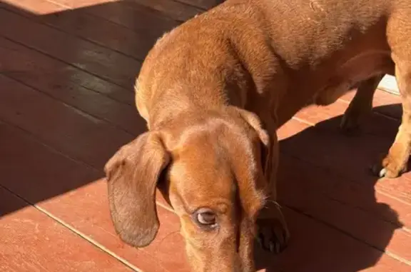 Найдена собака, Домодедово, фото: Найден собака, улица Роз, Домодедово - рыжий мальчик, не кастрирован