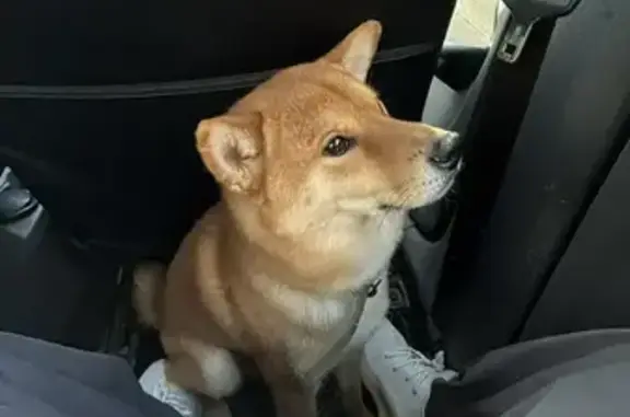 Найдена собака, Волгоград, фото: Найден собака, улица Генерала Гуртьева, 9, Волгоград - кобель Сиба Ину с зеленым ошейником