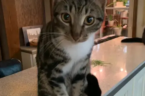 Пропал кот, улица Коммунаров, Сестрорецк - фиолетовый ошейник, окрас как у бенгала - photo