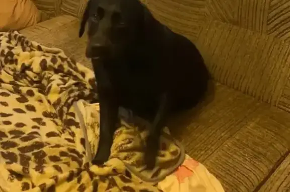 Пропала собака, 4-я Путевая улица, 117, Омск - Лабрадор, окрас тёмного цвета - photo