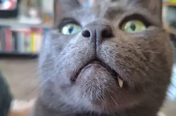 Пропала кошка, улица Архипова, 18, Петрозаводск - photo