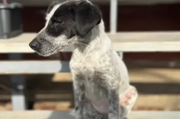 Найдена собака, Тула, фото: Найдена собака, пос. Озерный, Тула - активная и добрая девочка